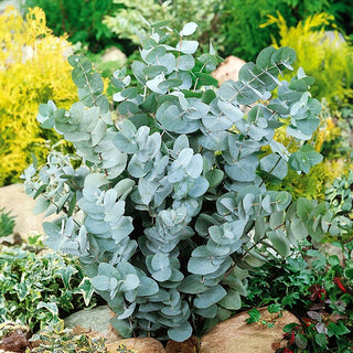 Eucalyptus cinerea - Silberne Blätter Mit Zitrusduft - Eucalyptus cinerea - Premium-Saatgut