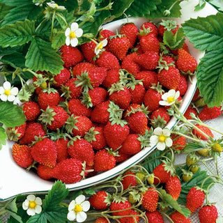 Monatserdbeere - Running Red - Aromatische Rote Ausläufer Den Ganzen Sommer - Fragaria vesca - Premium-Saatgut