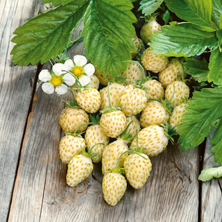 Monatserdbeere - White Soul - Süß, Weiß, Fruchtet Bis Zum Herbst - Fragaria vesca - Premium-Saatgut