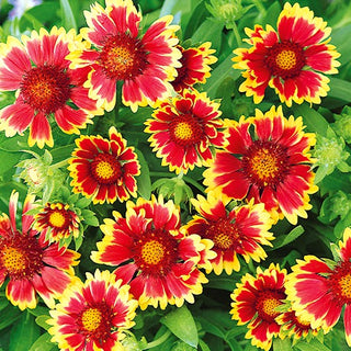 Zwerg Prärie Kokardenblume - Bicolor Goblin - Niedrige Sorte In Rot Und Gold - Gaillardia aristata - Premium-Saatgut