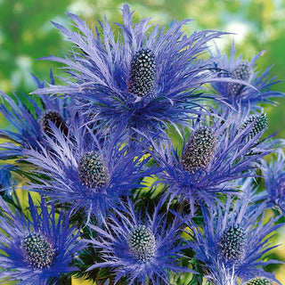 Alpendistel - Lang Blühend, Besonders Dekorativ - Eryngium alpinum - Premium-Saatgut