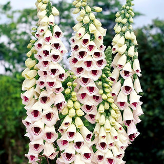 Fingerhut - Pam's Choice - Natürliche Zierpflanzenrarität - Digitalis purpurea