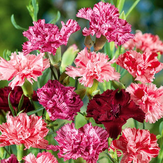 Landnelke - Picotee Fantasy Mischung - Auffällige Bunte Farbmozaik - Dianthus caryophyllus