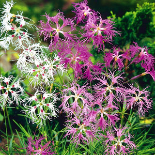 Prachtnelke - Mischung - Auffallende Farben - Dianthus superbus - Premium-Saatgut