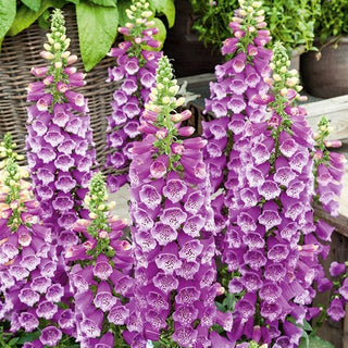 Fingerhut - Purpur - Majestätische Stiele In Einzigartigem Farbton - Digitalis purpurea