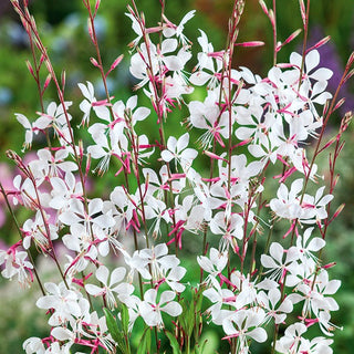 Prachtkerze - Mit Zartem Charme - Gaura lindheimeri - Premium-Saatgut
