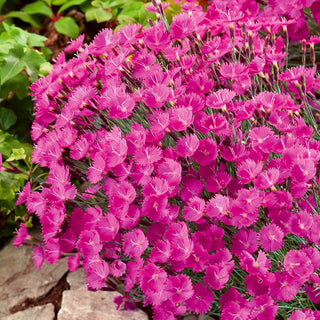 Pfingstnelke - Trockenheitsliebend, Besonders Robust - Dianthus gratianopolitanus