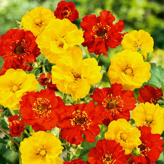 Nelkenwurz - Mischung - Üppige Staude Für Jede Gartenrabatte - Geum chiloense - Premium-Saatgut