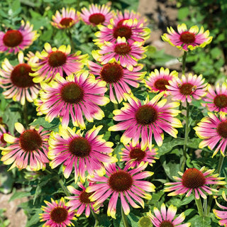 Sonnenhut - Green Twister - Auffällige Gartenstaude - Echinacea purpurea