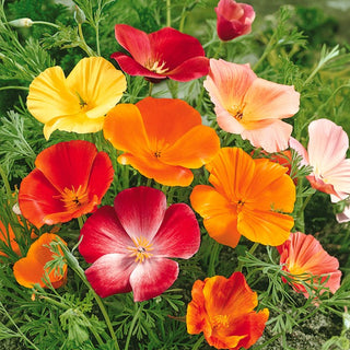 Kalifornische Mohn - Mischung - Bunte Seidige Zarte Blüten - Eschscholzia californica