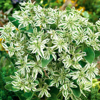 Weißrand-Wolfsmilch - Besonders Dekorative Einjährige Pflanze - Euphorbia marginata - Premium-Saatgut