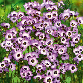 Vogeläuglein - Bird’s eyes - Blütenzauber, Dreifarbige Schönheit - Gilia tricolor - Premium-Saatgut