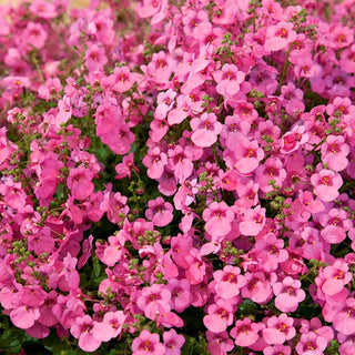 Elfensporn Pink Queen - Zarter Balkonschmuck - Diascia barberae - Premium-Saatgut