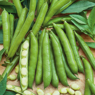 Broad Bean HANGDOWN WHITE - Productive and Reliable - Premium Seeds