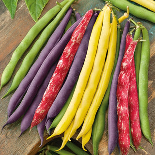 French Bean Mixed - Abundant Harvests All Summer Long - Premium Seeds