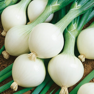 Onion Hiberna - Large and Juicy, Excellent for Storage - Allium cepa - Premium Seeds
