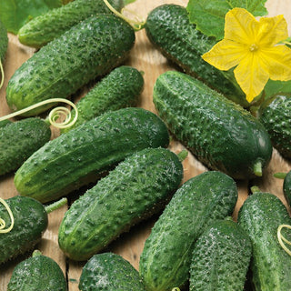 Cucumber Alhambra F1 - Early, Disease-Resistant, No Bitterness - Premium Seeds