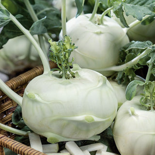 Kohlrabi Luna - Tender Juicy Flesh, Harvest After 75 Days - Premium Seeds