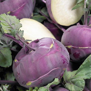 Kohlrabi Blankyt - Tasty and Tender Flesh, Rich in Iron and Vitamin C - Premium Seeds