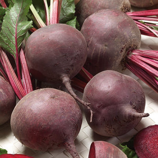Rote Rübe Bona - Ertragreich, perfekt rund und saftig - Großpackung - 100 g