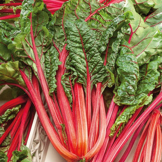 BIO Mangold Rhubarb Chard - Bunte Vitaminreiche Blätter - Premium-Saatgut