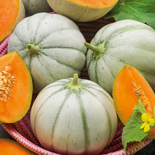 Melon Charentais - Aromatic and Refreshing, Easy to Grow - Cucumis melo - Premium Seeds