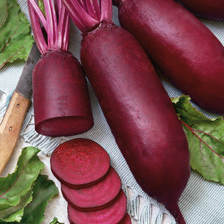 Beetroot Alexis - Disease-Resistant, Healthy and Robust - Premium Seeds