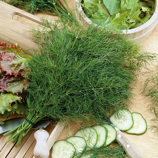 Dill Oliver - Extremely Productive, Great for Drying and Freezing - Premium Seeds