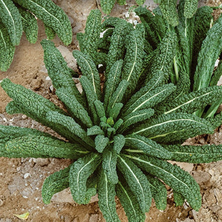 BIO Palmkohl Nero di Toscana - Italienischer Genuss Für Ihre Küche - Premium-Saatgut
