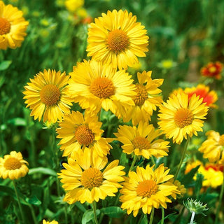 Prärie Kokardenblume - Aurea Pura - Sonnenverträglich, Trockenheitsresistent - Gaillardia aristata - Premium-Saatgut