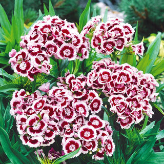 Bartnelke - Holborn Glory - Originale Zweifarbige Sorte - Dianthus barbatus