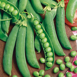 Climbing Pea Alderman - Tasty Large Seeds, Perfect for Drying - Pisum sativum - Premium Seeds