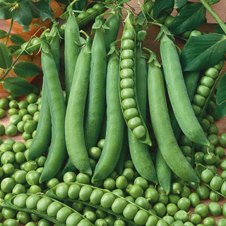 Pea SIX WEEKS - Rapid Yields, Ideal for Fresh Consumption - Pisum sativum - Premium Seeds