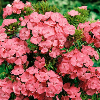 Bartnelke - Newport Pink - Rosa Lachsfarbener Gartenakzent - Dianthus barbatus