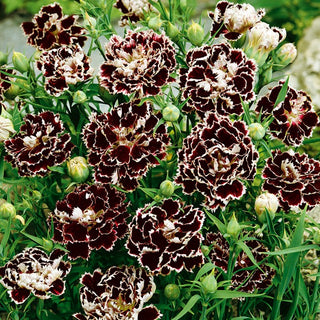 Chineser-Nelke - Black & White - Elegante Zweifarbige Chinesische Nelke - Dianthus chinensis var heddewigii