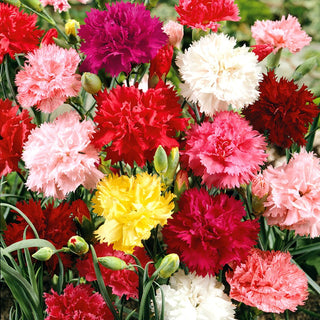 Landnelke - Grenadin Mischung - Intensive Farbmischung - Dianthus caryophyllus