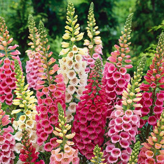 Fingerhut - Excelsior Mischung - Bezaubernde Glockenblüten, Zweijährig - Digitalis purpurea