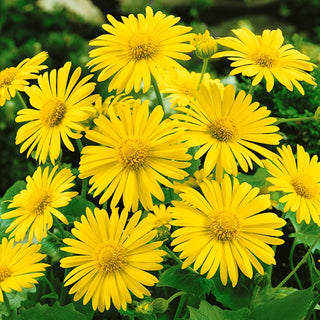 Gemswurz - Medaillon d’Or - Goldgelbe Große Frühlingsblüten - Doronicum orientale