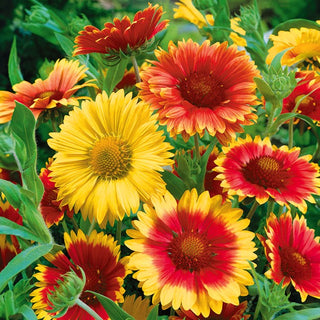Prärie Kokardenblume - Mischung - Bunter Blütenteppich Für Sonnige Beete - Gaillardia aristata - Premium-Saatgut