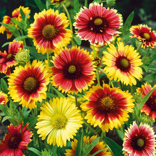 Kurzlebige Kokardenblume - Einfache Mischung - Warme Farbtöne, Langanhaltende Blüte - Gaillardia pulchella - Premium-Saatgut