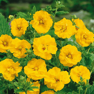 Nelkenwurz - Lady Stratheden - Eleganter Garten-Geum - Geum chiloense - Premium-Saatgut