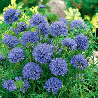 Gilia leptantha - Große Blüten In Zarten Farben - Gilia leptantha - Premium-Saatgut