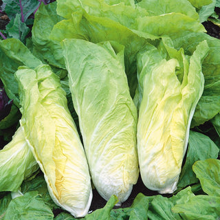 Leaf Chicory Bianca di Milano - Perfect for Fresh Slaws and Salads - Cichorium intybus var. foliosum - Premium Seeds