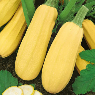 Courgette Złoty Cepelin - Mid-Early, Very Productive, Fruits up to 2-4 kg - Premium Seeds