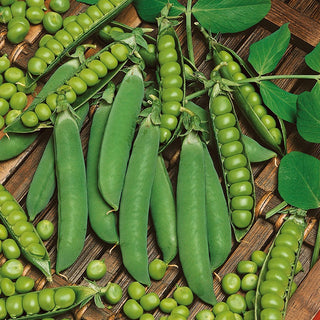 Climbing Pea Television - Late, Sweet, Rich in Protein, Ideal for Soups and Dishes - Pisum sativum - Premium Seeds