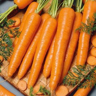 Möhre Sukces - Garantierter Erfolg, perfekt für den Winter - Großpackung - 50 g