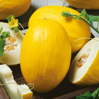 Melon Yellow Canary 2 - Exceptional Sweetness, Perfect for Salads and Smoothies - Cucumis melo - Premium Seeds