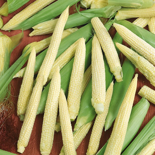 Sweet Corn Minigold - Exceptional Sweetness of the Grains, Perfect for Preserves - Zea mays convar. saccharata - Premium Seeds