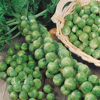 Brussels Sprout Long Island - Up to 40-60 Heads per Plant, Abundant and Quick Yields - Premium Seeds