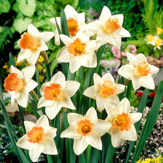 Narzisse - Accent - Narcissus - Ausdrucksvoller dekorativer Akzent - 5 Blumenzwiebeln